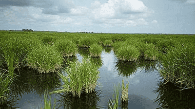 Everglades Under Threat: Can the Largest U.S. Wetland Survive Urbanization?