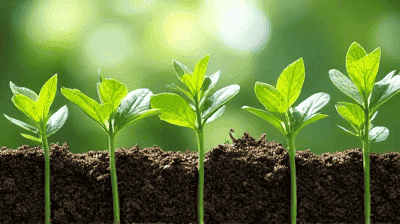 How Phytoremediation Uses Plants to Clean Up Toxic Soil