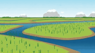 Salt Marsh Revival: How Coastal Wetlands Shield Cities from Rising Seas