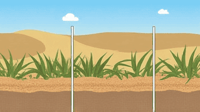 Sand Dune Stabilization: How Plants and Technology Prevent Encroaching Deserts