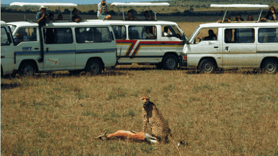 The Dark Side of Ecotourism: When 'Green Travel' Harms Wildlife Habitats