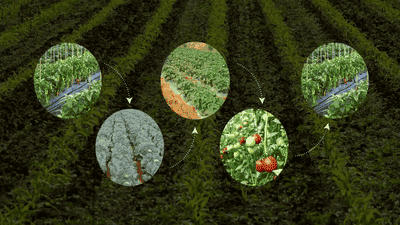 The Science Behind Crop Rotation: Boosting Soil Health Without Chemicals