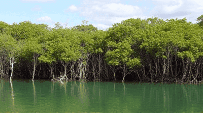 Why Mangrove Restoration is Critical for Coastal Protection and Carbon Sequestration