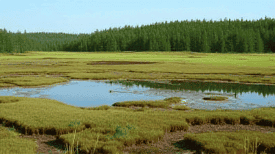 Why the World's Peatlands Are Critical Carbon Sinks (and How We're Losing Them)